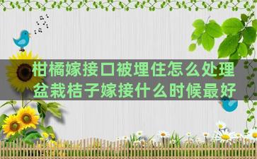 柑橘嫁接口被埋住怎么处理 盆栽桔子嫁接什么时候最好